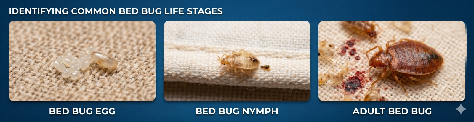 Identifying common bed bug life stages